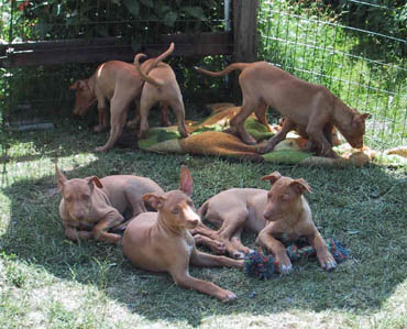 Foto: Kennel Enigma 