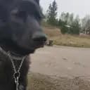Frukost Pushkin
