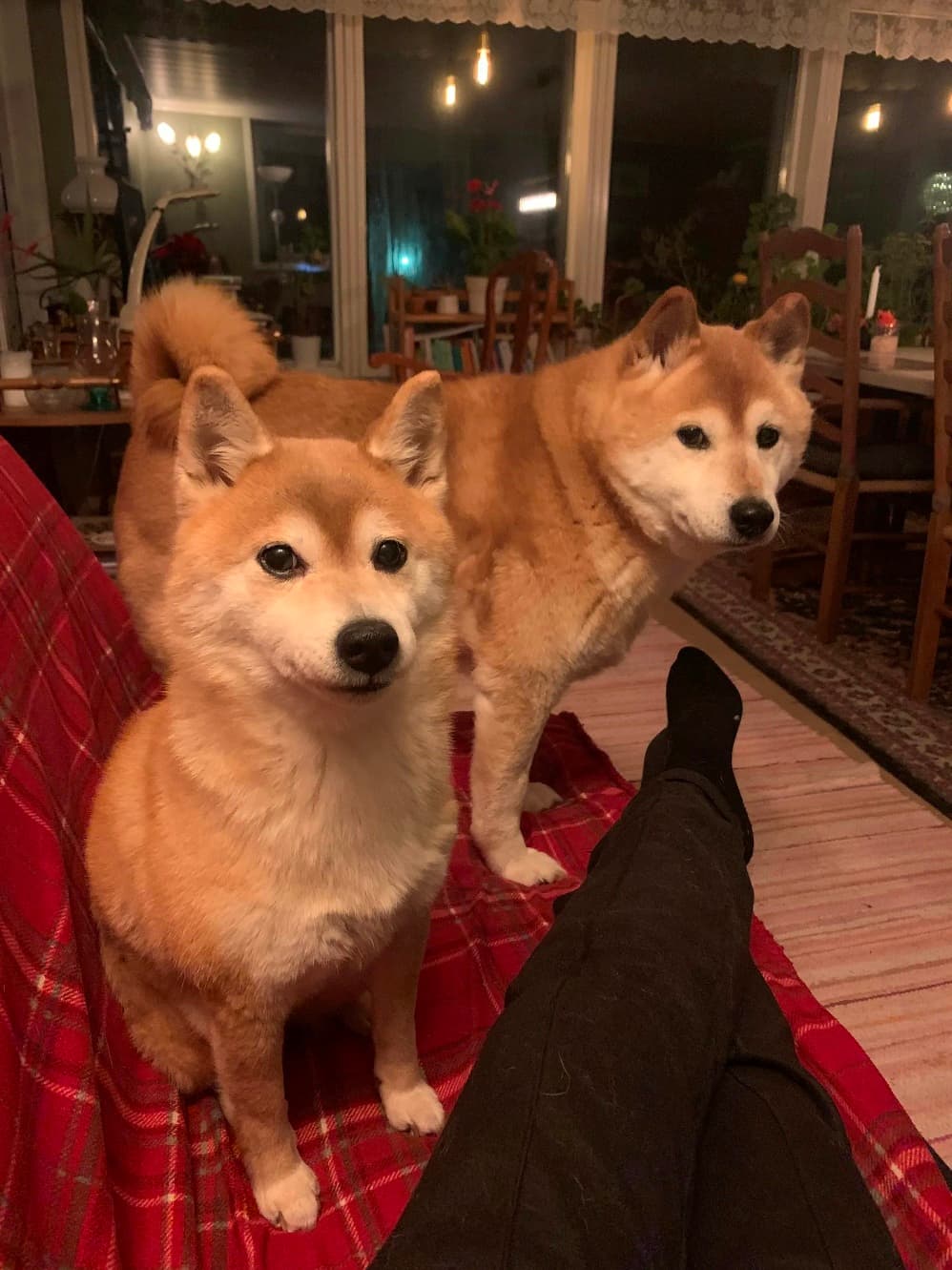 Shiba Inu