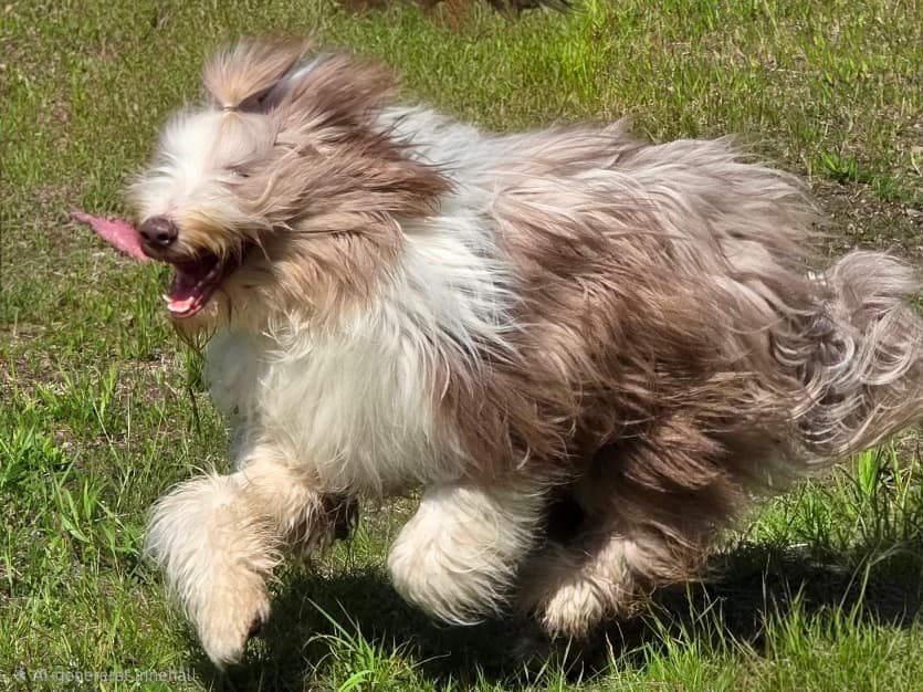 Hundar