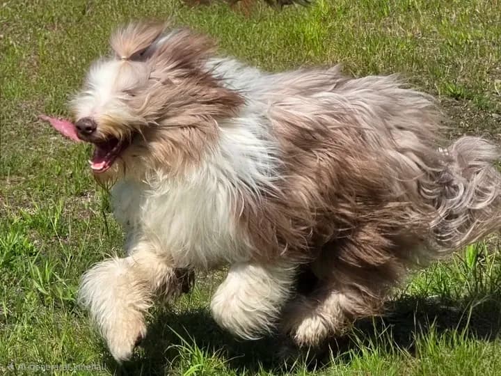 Hundar