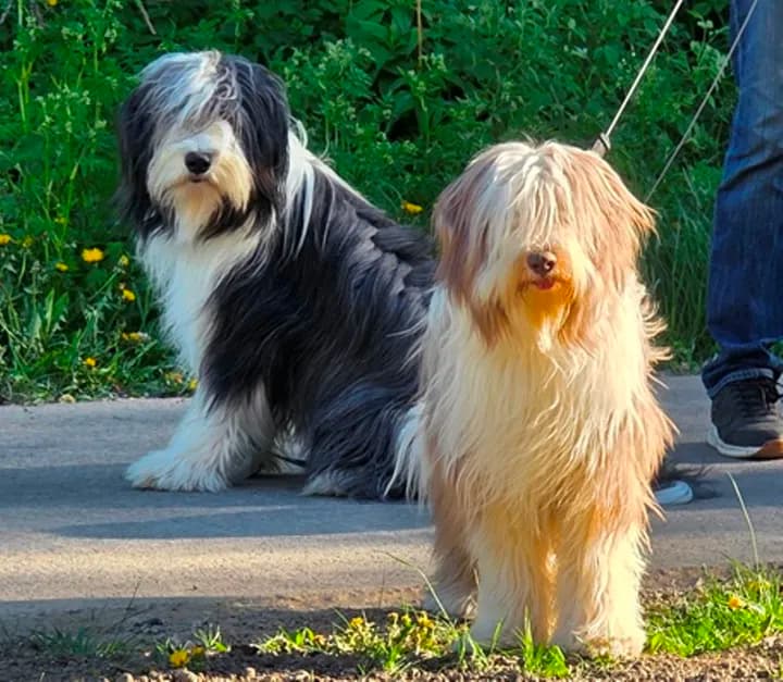 Bearded Collie