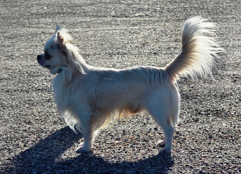 Hundar