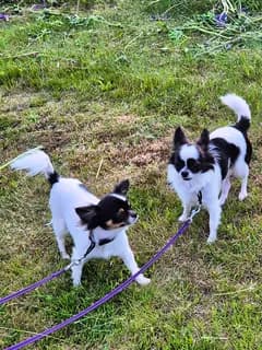 Chihuahua