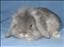 lovemymouse