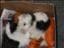 tovatindra