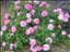 rosentass