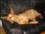 Tansebisse