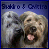 Shakiro-Qvittra