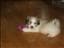 Rocco