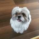 Bellush
