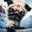 RandomAnimal